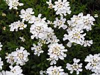 Corbeille d'argent, Iberis Sempervirens (fam Brassicacees) (Europe meridionale) (2) (Photo F. Mrugala)